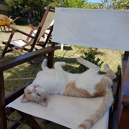 게스트하우스 Nar Bagevi 3*