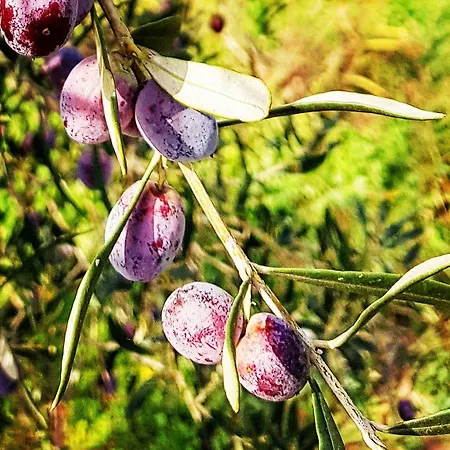 Nar Bagevi 보즈자아다