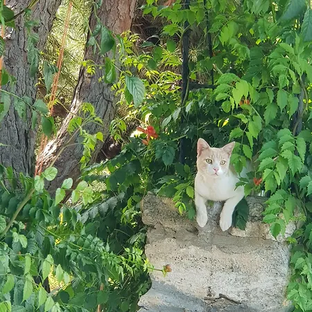 Nar Bagevi 게스트하우스 3*