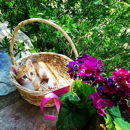 Nar Bagevi 게스트하우스 보즈자아다