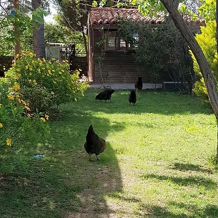 Nar Bagevi بيت ضيافة بوزجادا
