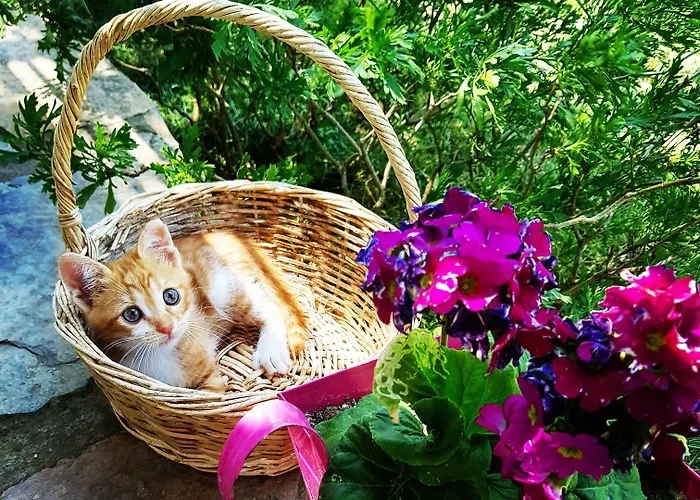 Nar Bagevi Maison d'hôtes Bozcaada